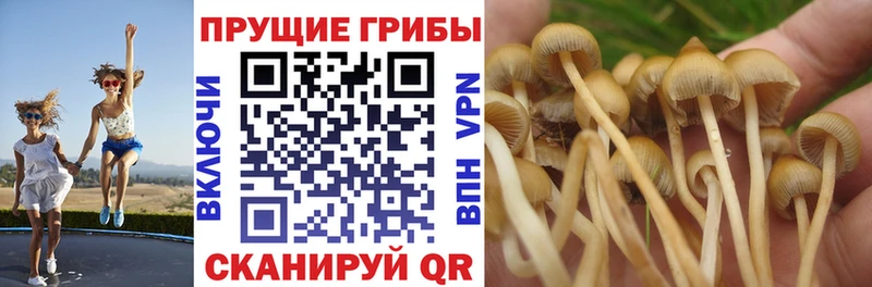 OMG зеркало  Полысаево  Псилоцибиновые грибы мухоморы 